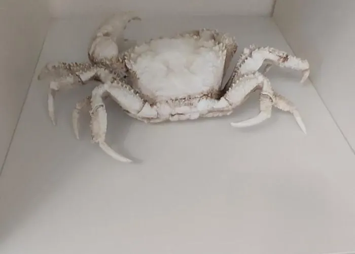 Casa Da Tia Ferrel (Leiria)